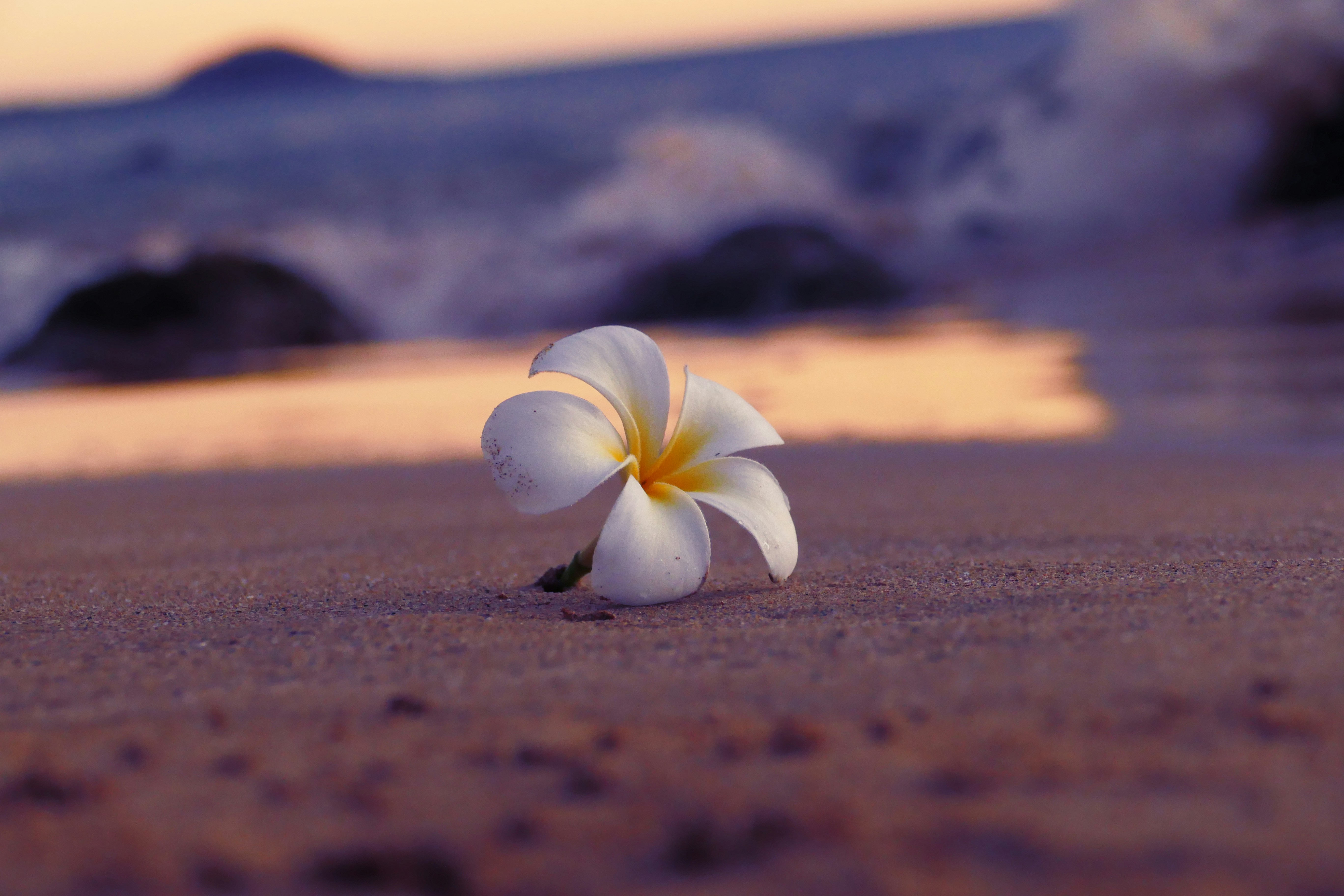 White Flower on a Beach