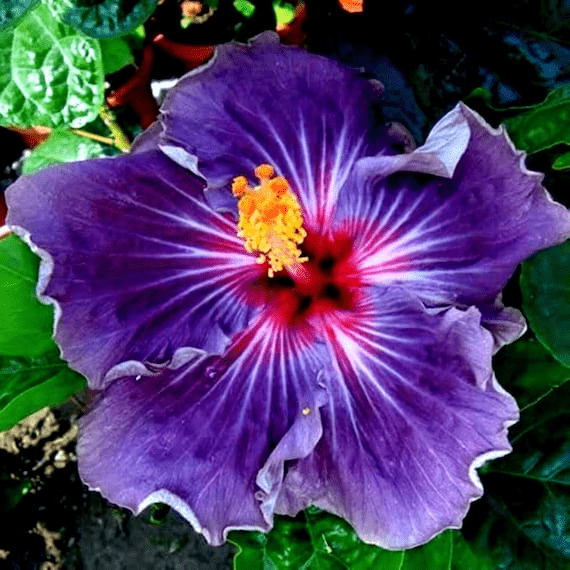 PURPLE HIBISCUS