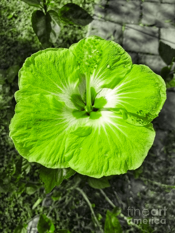 GREEN HIBISCUS